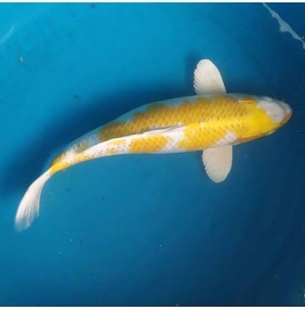 Carpa koi branca e amarela