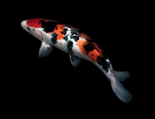 Carpa koi branca, laranja e preta