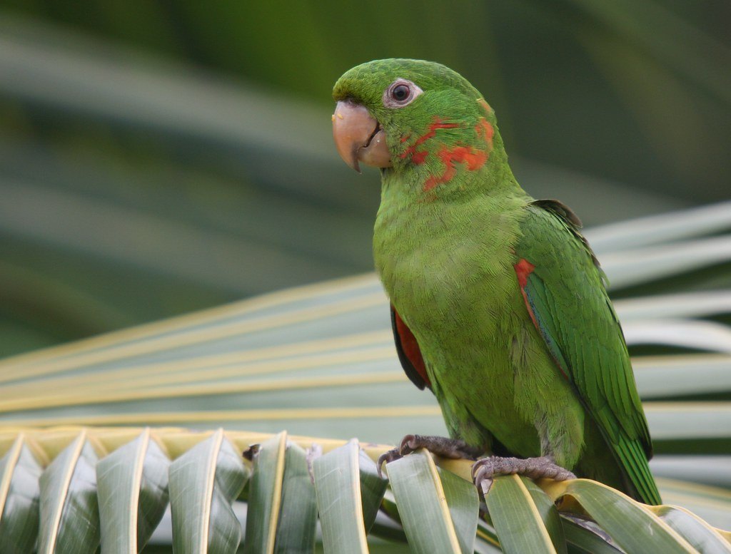 Maritaca