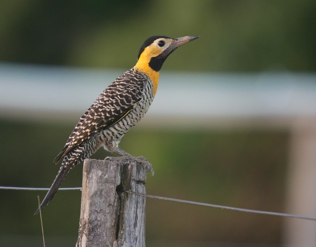 Pica-pau-do-campo
