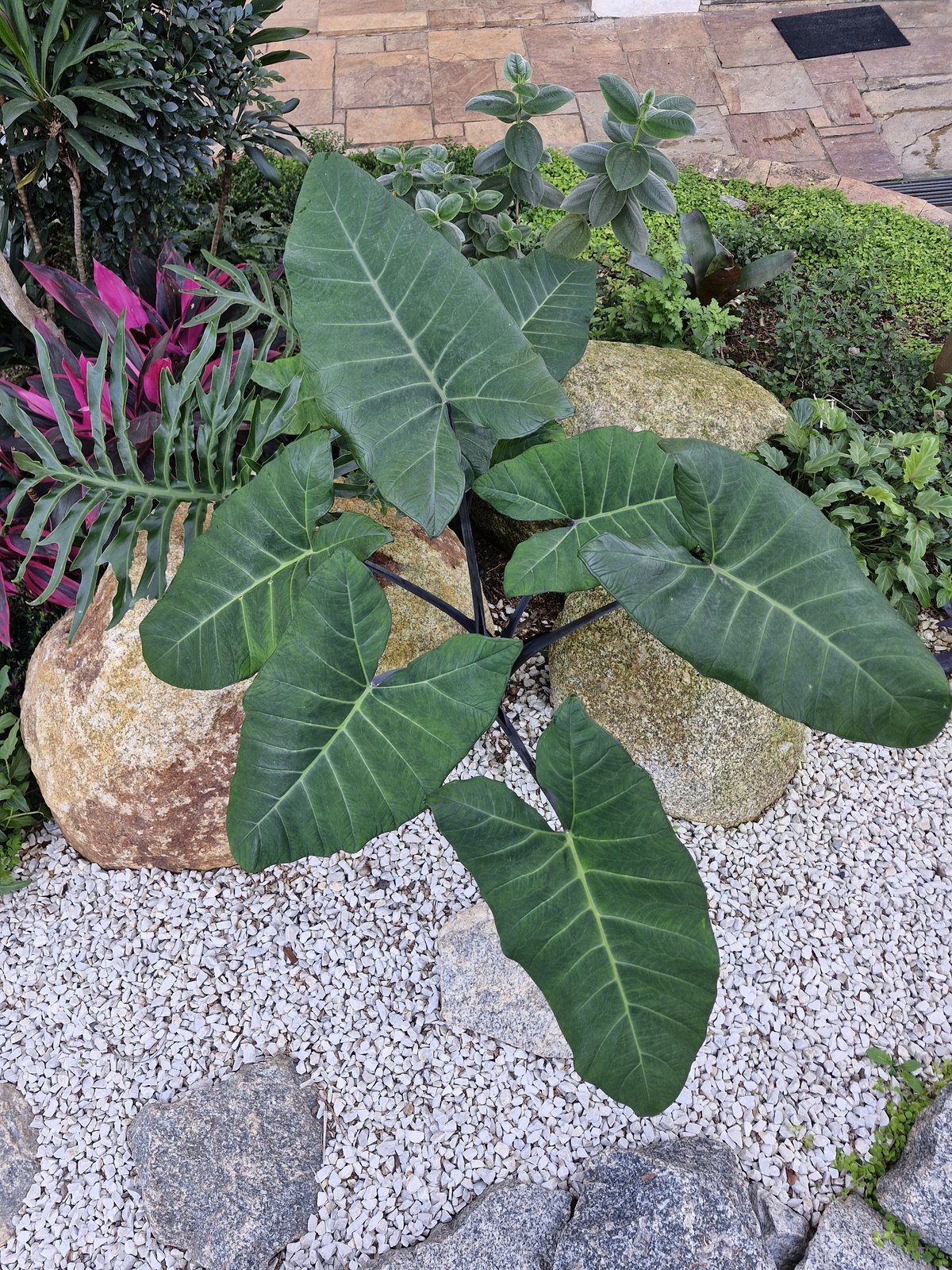 Alocasia no jardim de pedras