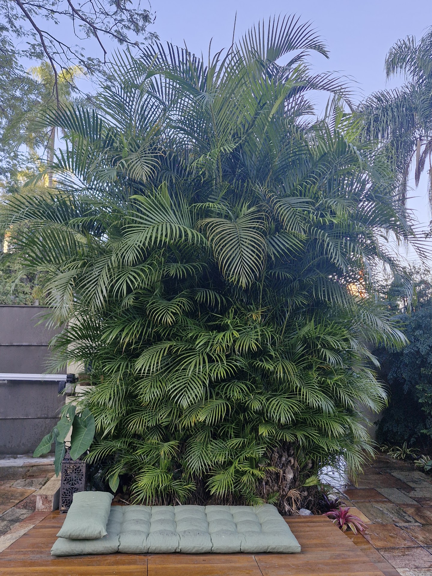 Areca, Dypsis lutescens
