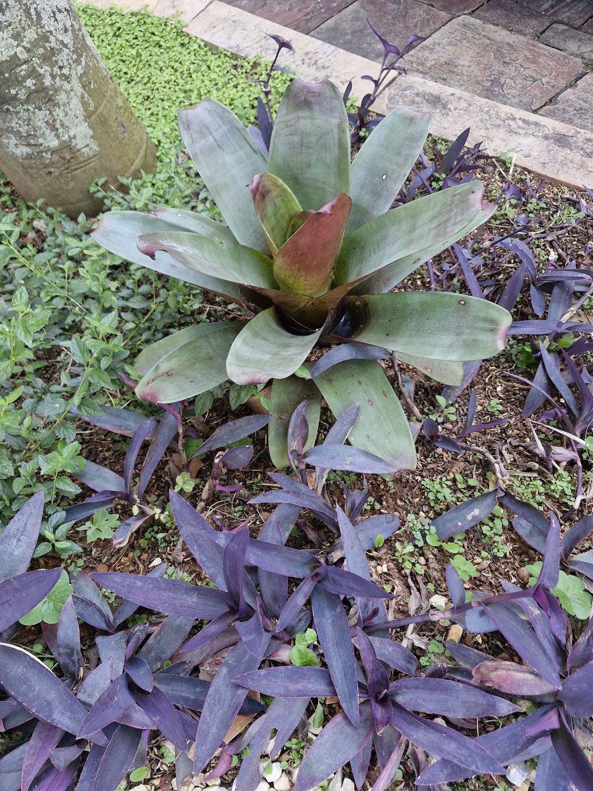Bromélia imperial e trapoeraba-roxa
