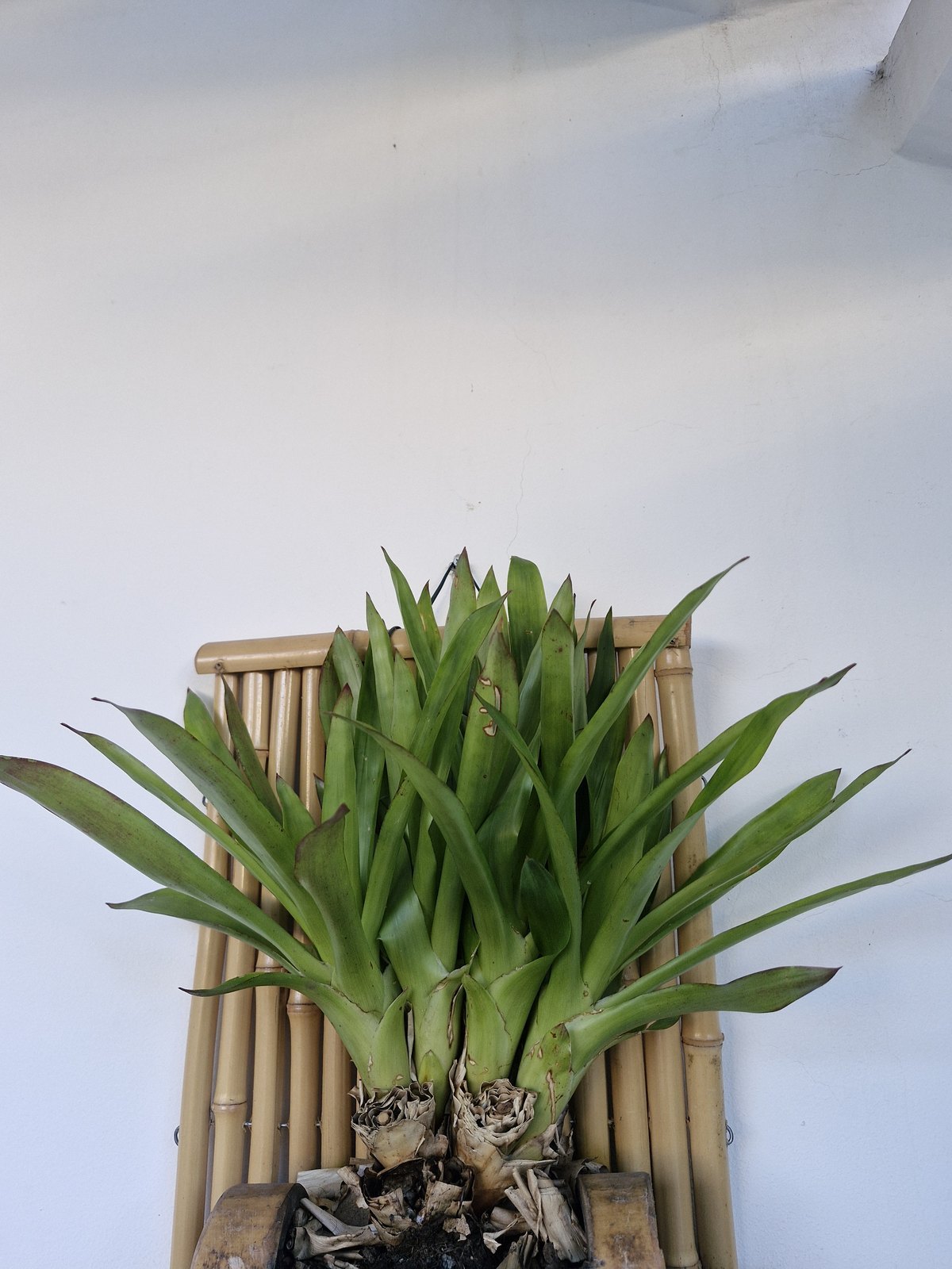 Brotos de bromélia
