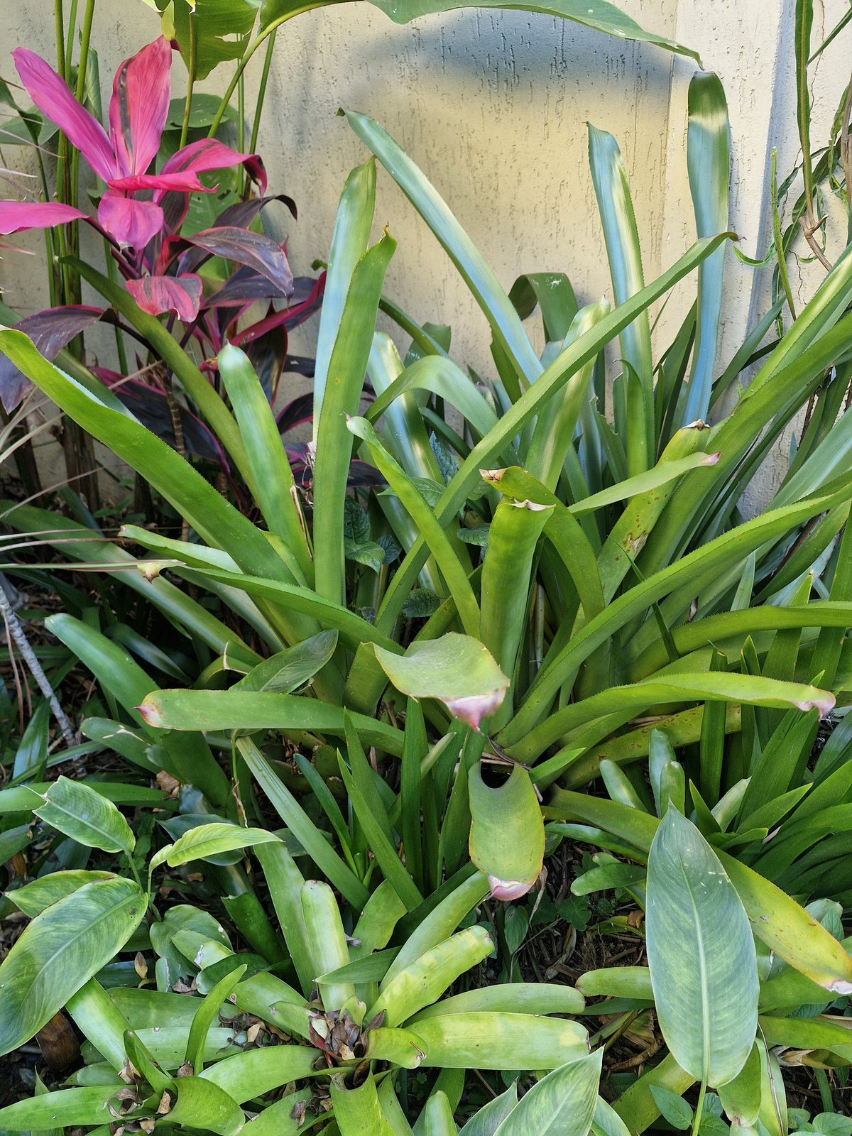 Bromélias verdes e cordyline