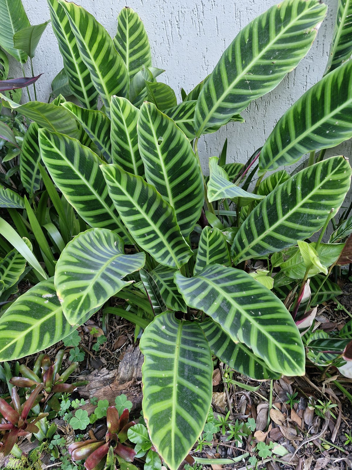 Calathea zebrina