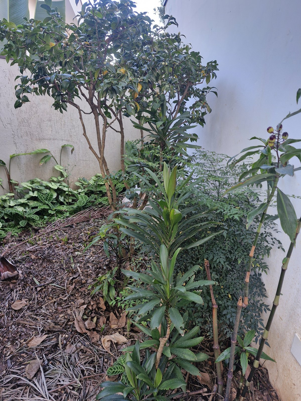 Cheflera e dracena