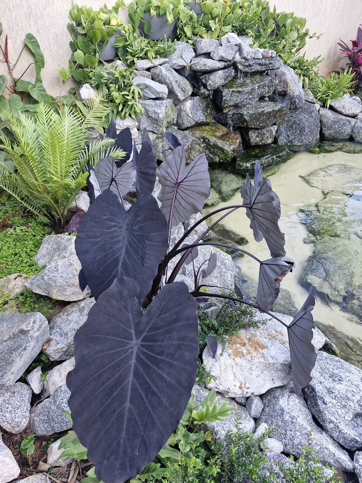Taioba preta, Colocasia Black Magic