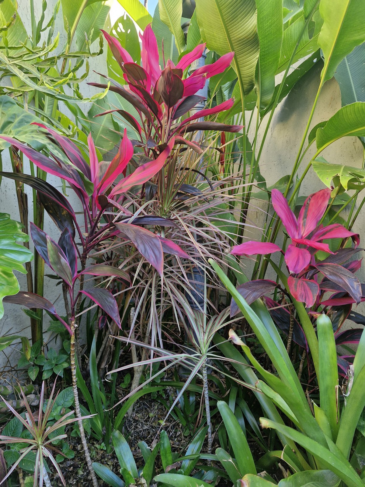 Cordyline fruticosa e Dracaena