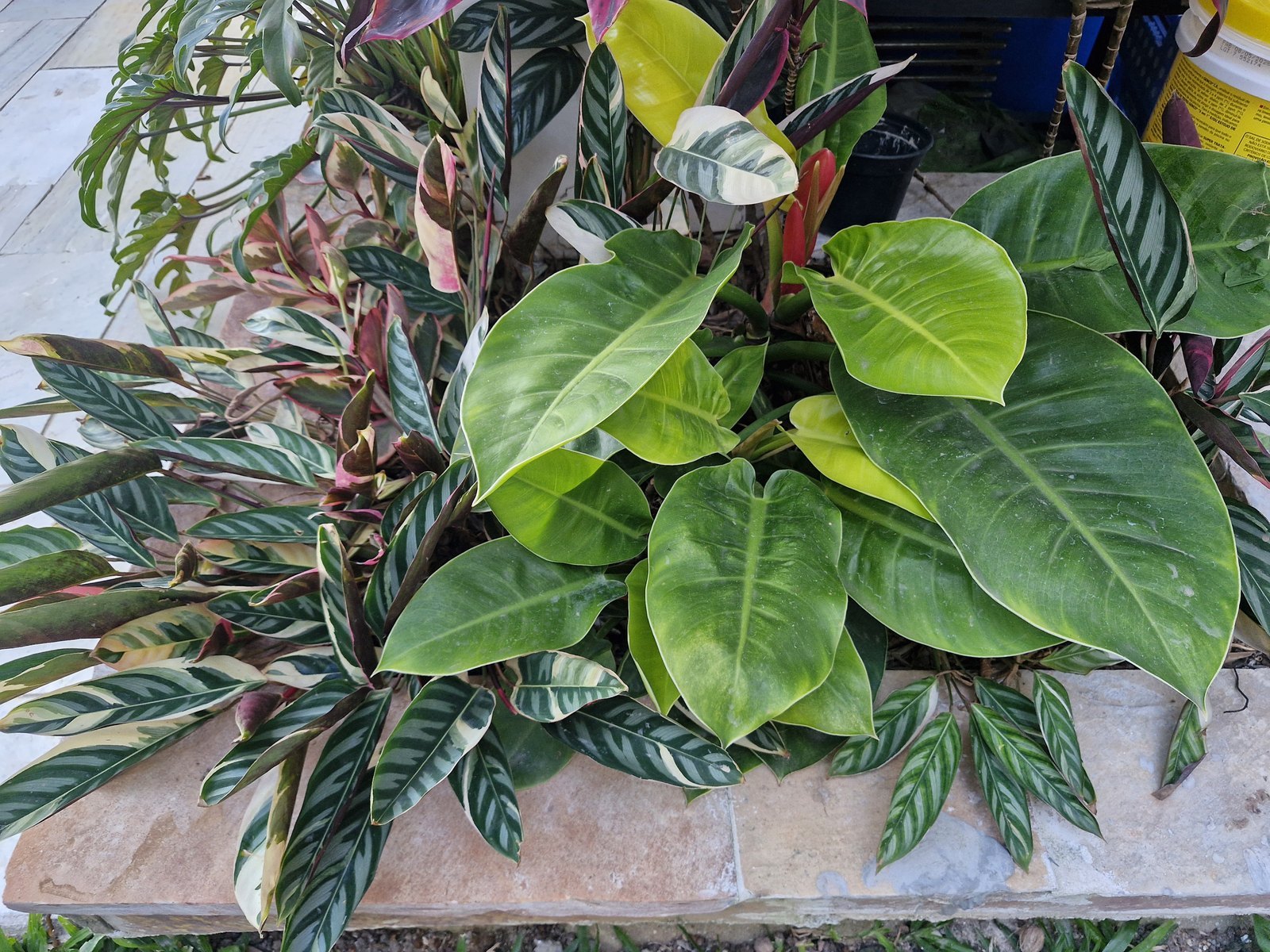 Ctenanthe e filodendro