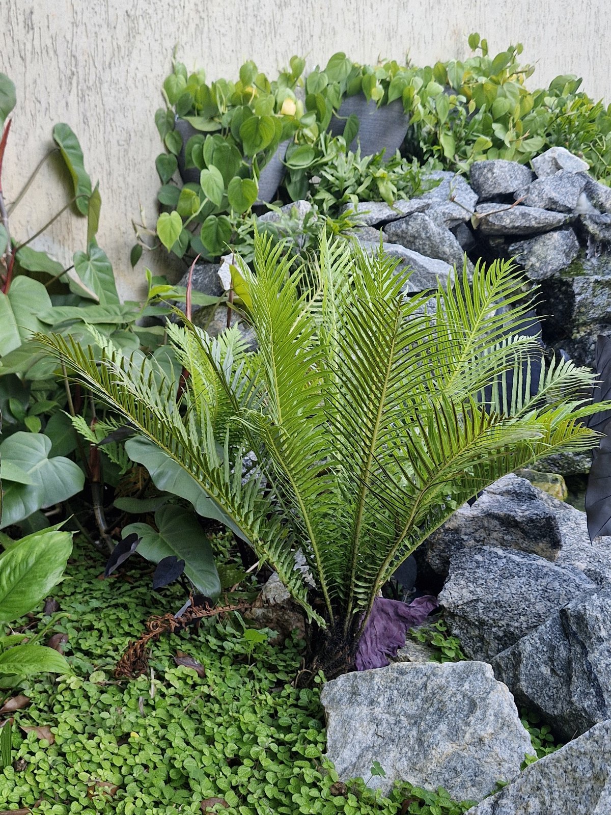 Cycas revoluta, sagu