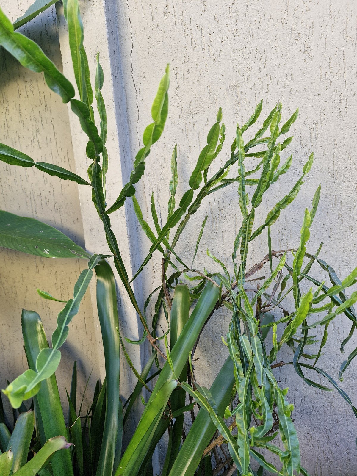 Euphorbia tithymaloides