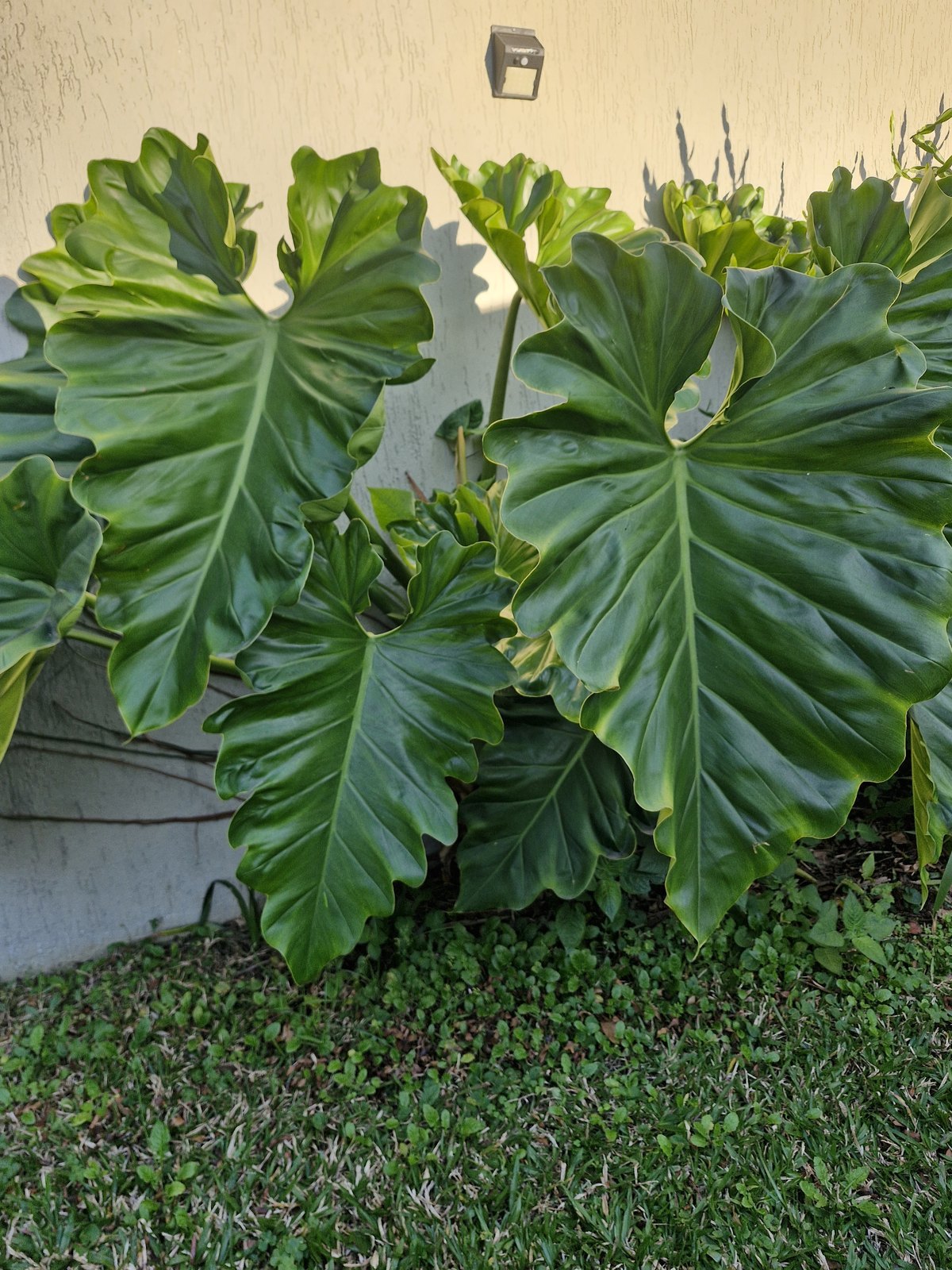 Guaimbê, Thaumatophyllum bipinnatifidum