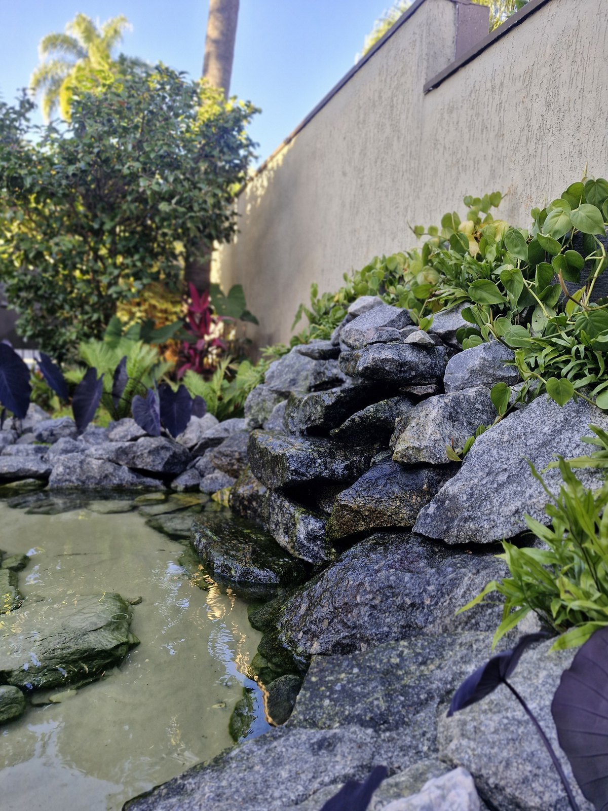 Lago com rochas e colocasia