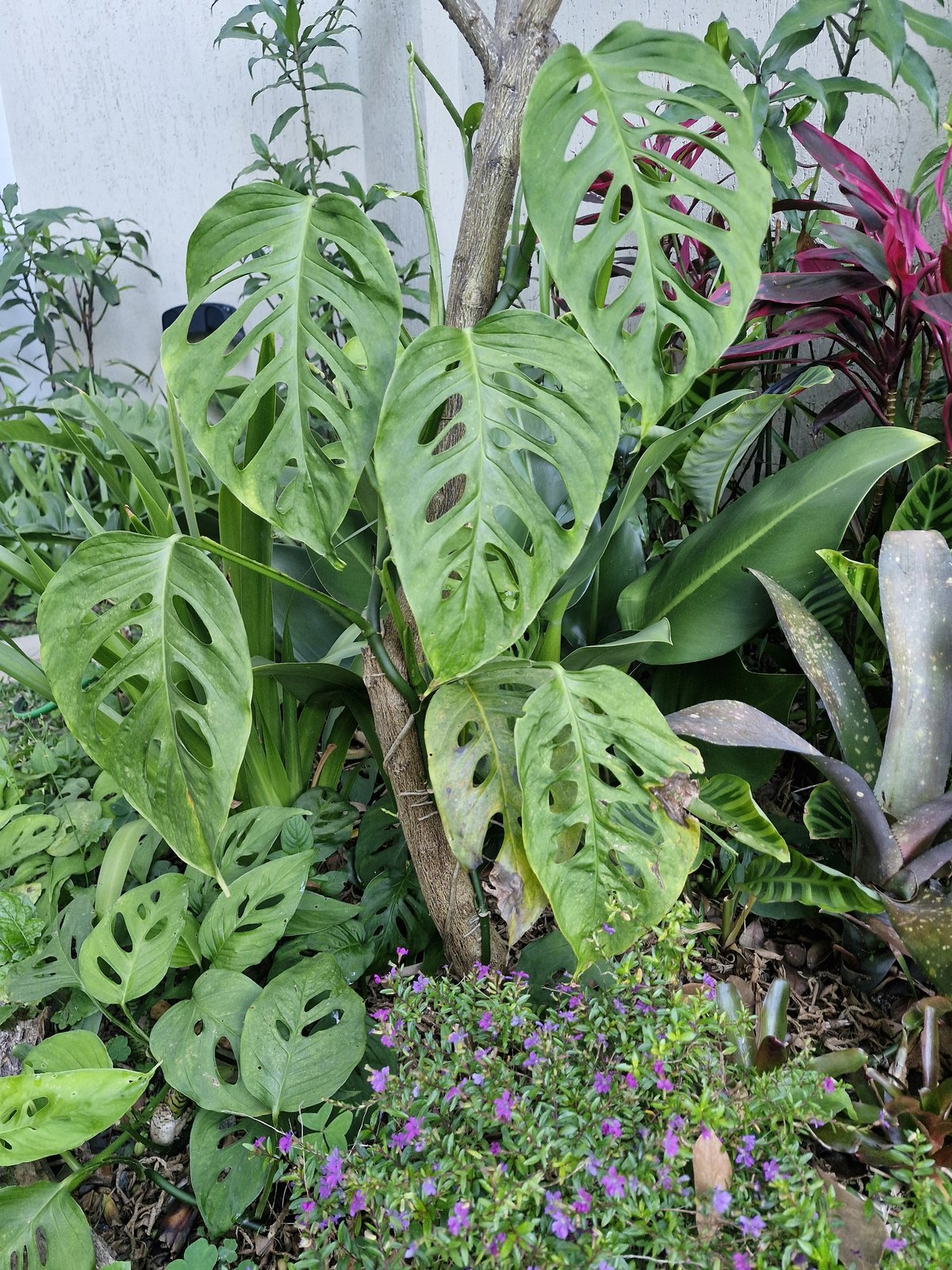 Monstera adansonii
