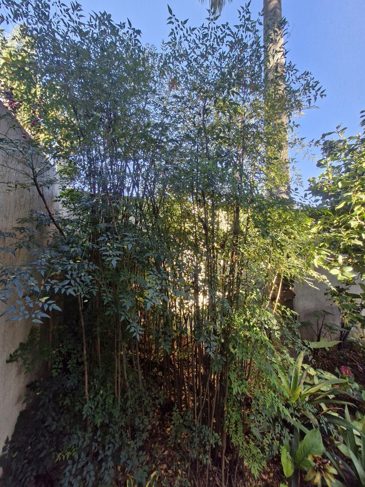 Nandina domestica