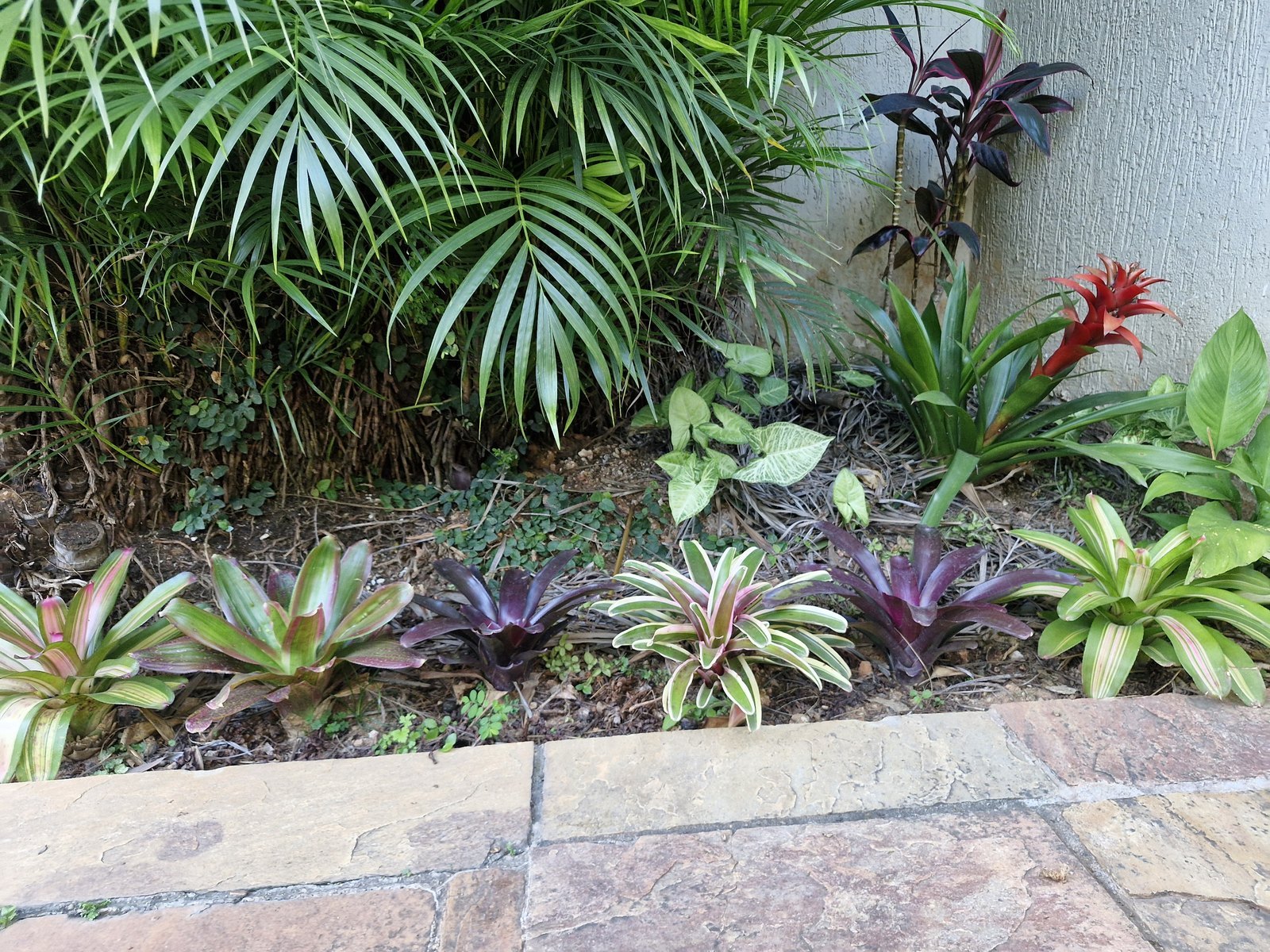 Canteiro de neoregelias e aechmea
