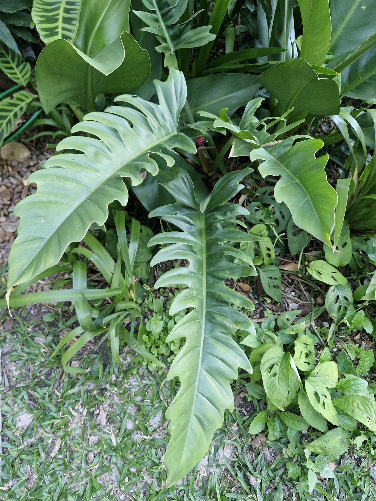 Xanadu, Philodendron xanadu
