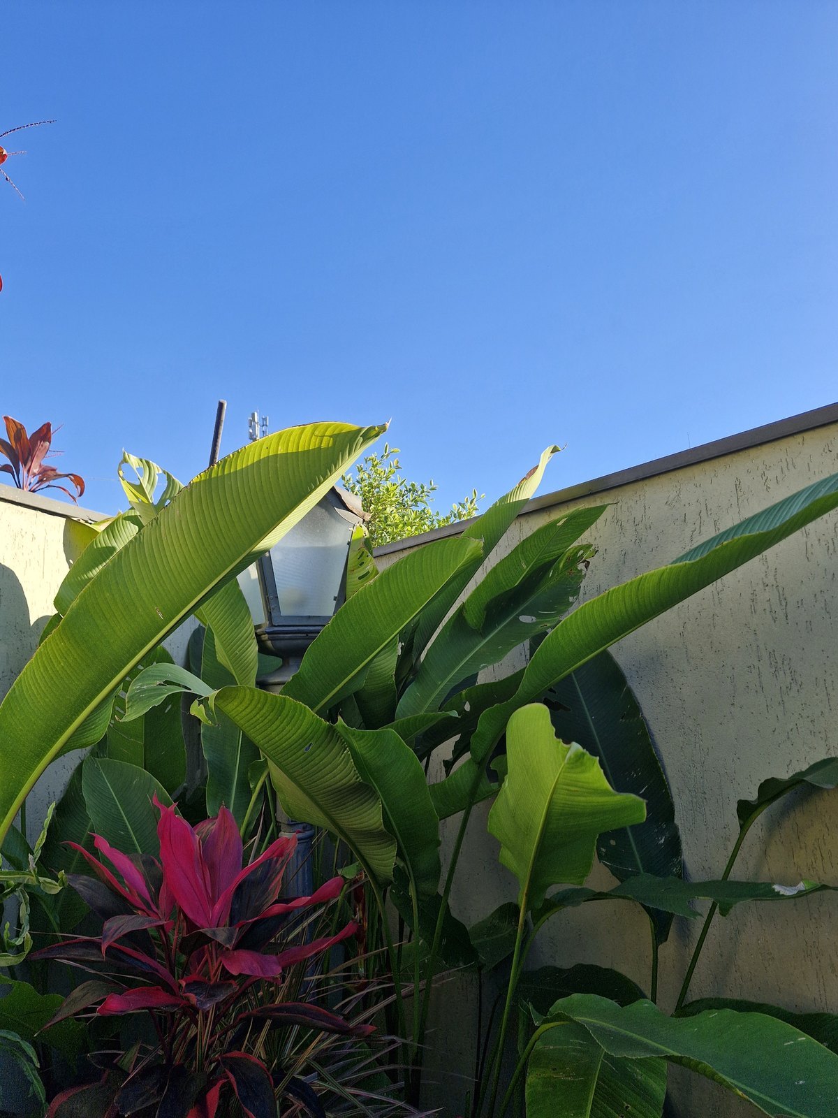 Folhas de Strelitzia e Cordyline