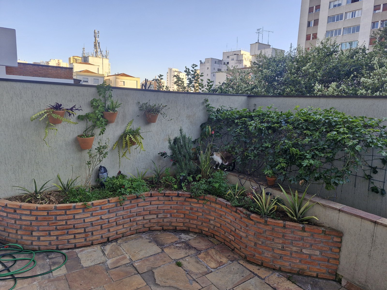 Canteiro curvo e trepadeiras