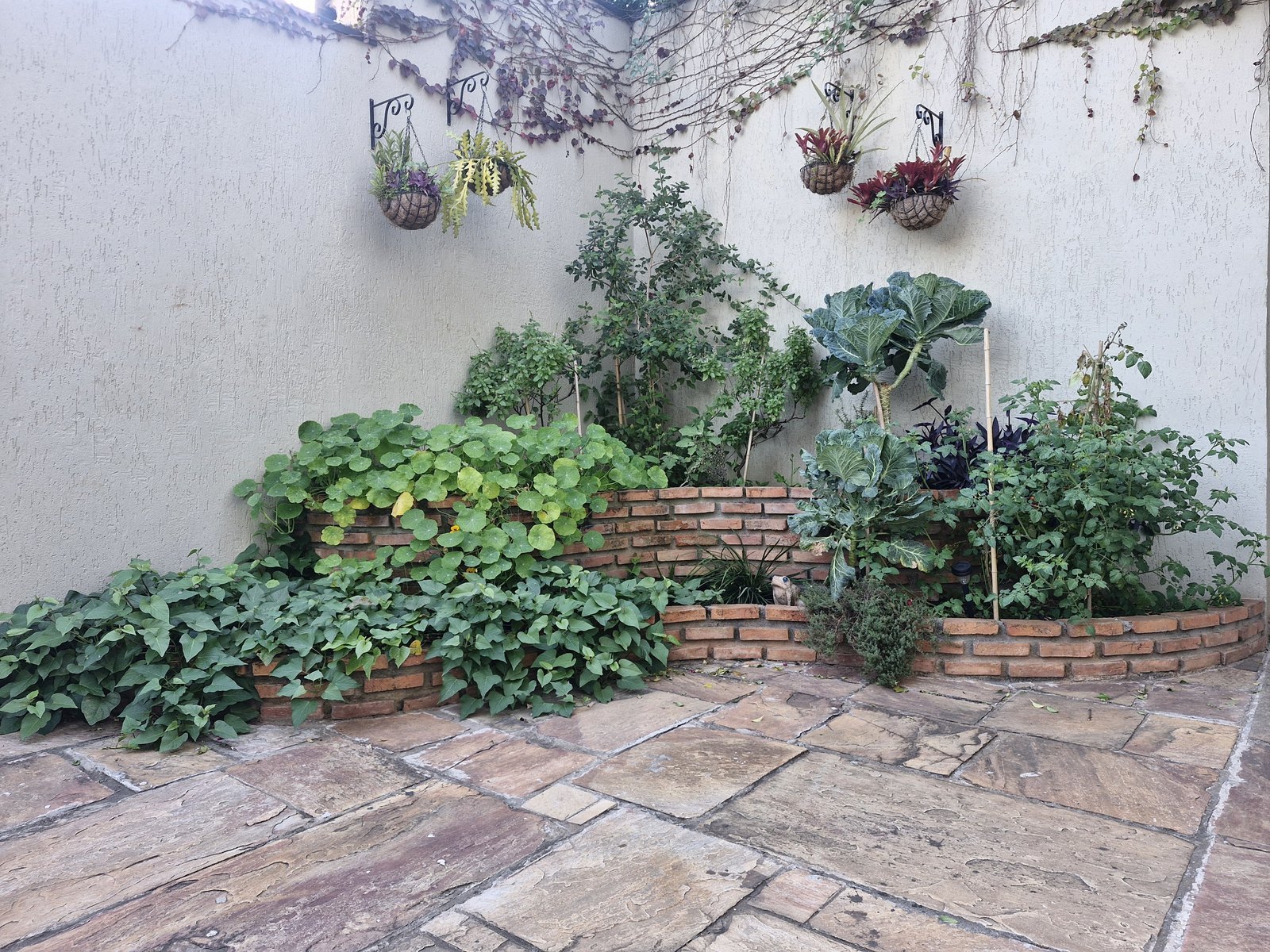 Canteiros de tijolo da horta orgânica