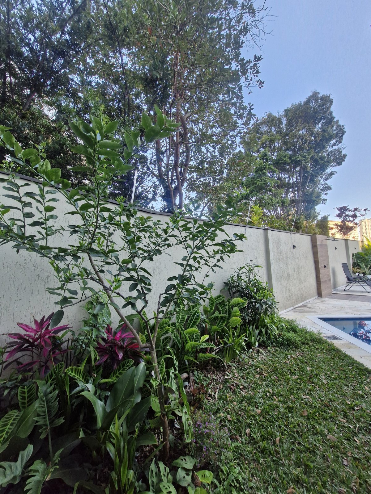 Limoeiro no jardim